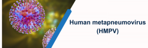  Latest Insights on Human Metapneumovirus (HMPV) for Your Research Needs